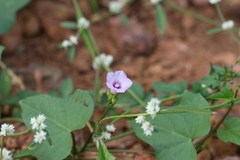 Ipomoea triloba